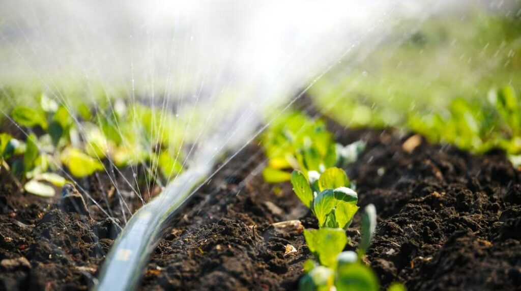 drip irrigation