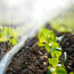 drip irrigation