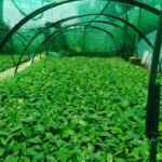 China Tissue Culture