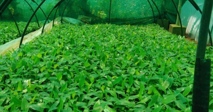 China Tissue Culture
