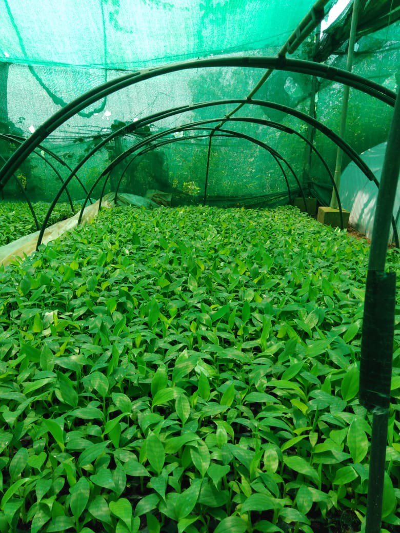 China Tissue Culture